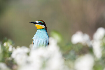 bird among a flowering tree