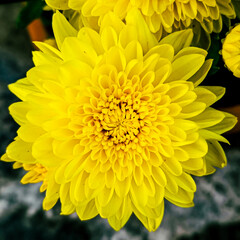 yellow chrysanthemum flower