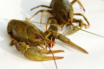 Live crayfish on white surface of a table, soft focus, closeup.