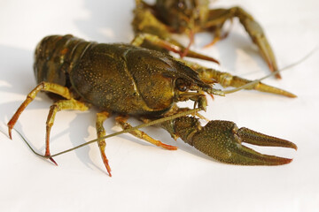 Live crayfish on white surface of a table, soft focus, closeup.