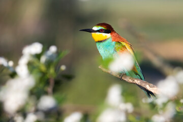 bright bird wild among a flowering tree