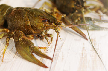 Live crayfish on a wooden white surface of a table, soft focus, closeup.