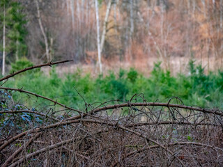 Wiederaufforstung des Mischwaldes im Fr&uuml;hjahr