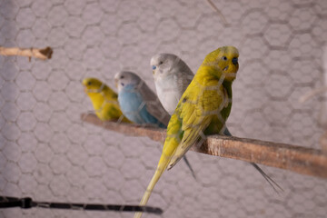 LOROS AUSTRALIANOS DE COLORES VERDE AZUL AMARILLO
