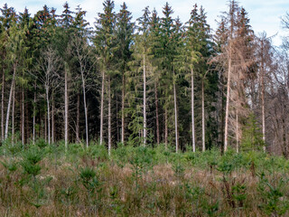Wiederaufforstung des Mischwaldes im Frühjahr