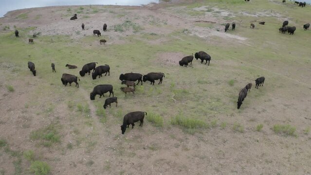 Aerial view of native bison buffalo grazing next to lake near caprock canyons state park in west Texas landscape - 4K Drone