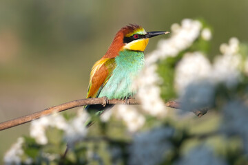 wild bird among a flowering tree