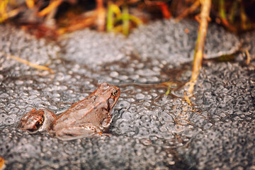 small frog with frogspawn on the surface of the pond