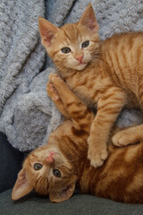 Two sweet little red kittens lying together