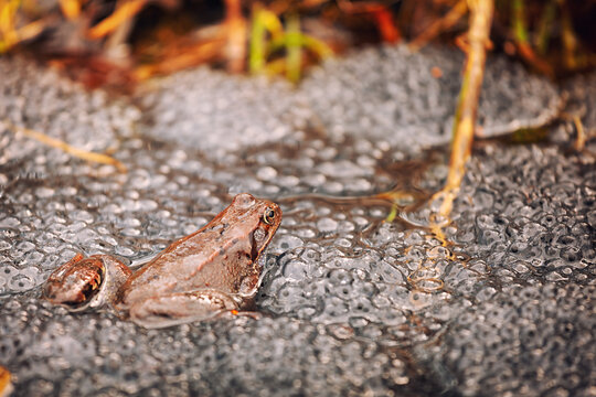 small frog with frogspawn on the surface of the pond