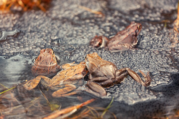 small frog with frogspawn on the surface of the pond