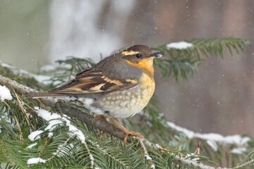 Cute female varied thrush.