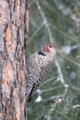 Northern Flicker on the side of a tree.