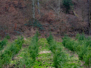 Wiederaufforstung des Mischwaldes im Frühjahr