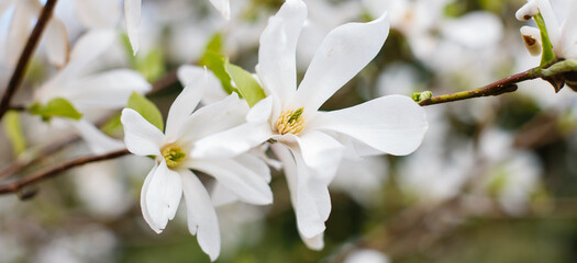 White flowers of Magnolia kobus in spring time