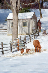 Brown and white goat and brown horse in snow, with fence and barn behind