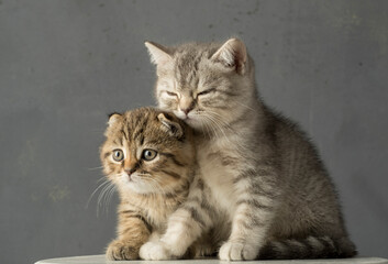 portrait of two tender kittens on a gray background. a pair of cozy kittens with a cute look on a...