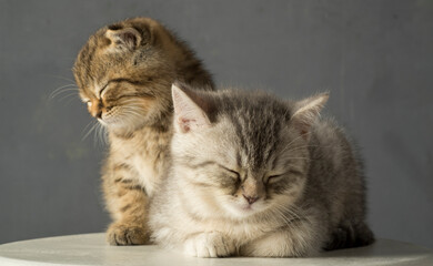 portrait of two tender kittens on a gray background. a pair of cozy kittens with a cute look on a gray background with free space for product text