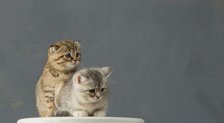 portrait of two tender kittens on a gray background. a pair of cozy kittens with a cute look on a...