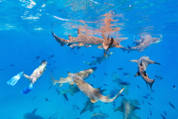 Fototapeta na wymiar Woman snorkeling with nurse sharks