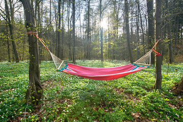 Hängematte im Wald