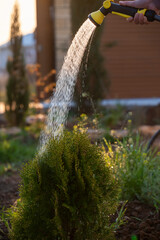 watering the garden. A jet of water from a garden hose on green arborvitae in the garden.
