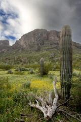 Morning clouds over Picacho Peak near Tucson, Arizona, in the American Southwest
