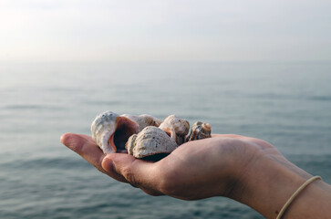 A lot of shells lie in the palm of your hand, the background is the sea