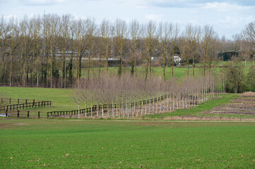 Obraz premium Green agriculture fields and trees at the Flemish countryside aroudn Ternat, Belgium