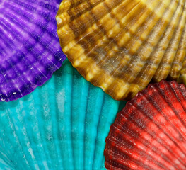 Red, violet, yellow and blue brightly colored scallop shells of saltwater clam or marine bivalve