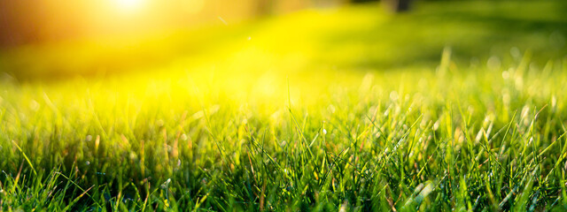 Green grass in the sun background. Spring banner. Abstract fresh grass summer banner with warm sunlight. Nature background for web. Messy lawn at sunset. Easter season.