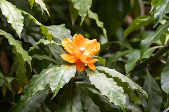 Leaf cactus flower, Leuenbergeria bleo
