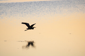 sunset and bird