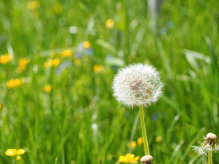 A dandelion in a field of green grass