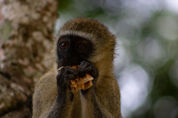 close up of a monkey