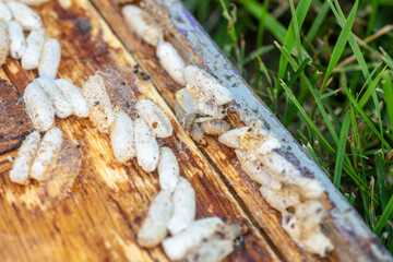 Fully-grown larvae form cocoons in comb debris, attached to frame or hive body. Larvae chew...