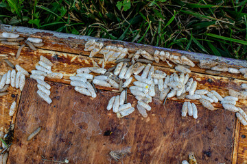 Fully-grown larvae form cocoons in comb debris, attached to frame or hive body. Larvae chew...