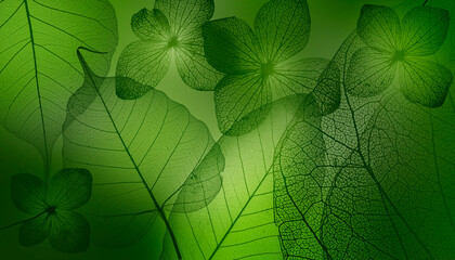 leaves skeletons with veins and cells macro photograph