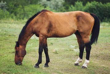 A beautiful brown horse is standing in the field and eating green grass. Pasture and farm.