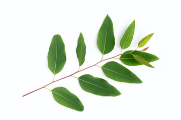 Obraz premium Green leaves of eucalyptus on white