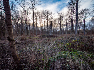 Beschädigte und entwurzelte Bäume nach einem Sturm im Wald