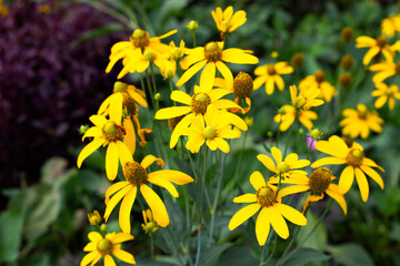 Yellow coneflower in the garden