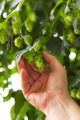 Naklejka na ściany i meble Hand of farmer reaching for fresh hop cone on branch