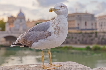 Seagull on the bridge in Rome Italy