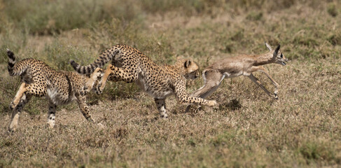 Fototapeta na wymiar Young Cheetah chasing a young impala in Serengeti National Park , Africa.