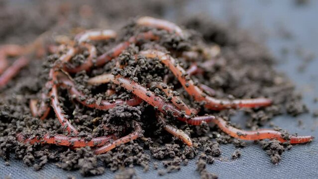 Close up Crawling Red Earthworms in Black Soil Isolated on Black Background. Slow motion. A group of wriggling earthworms in wet compost. Fishing worms. Red worms Dendrobaena. Loosening fertile soil.