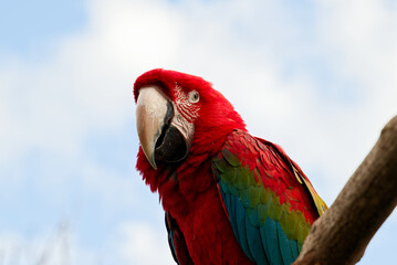Scarlett Macaw bird parrot looking curious