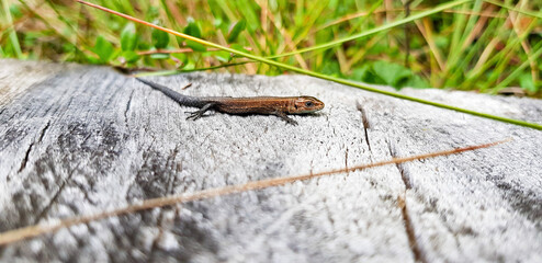 a brown lizard crawls and slithers along the paths of rot