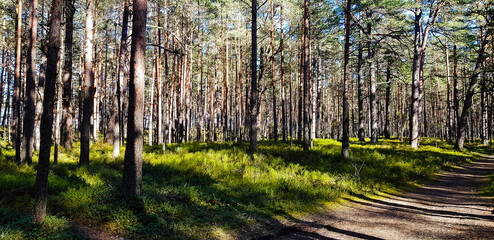 Latvian nature scenery landscape forest and trees