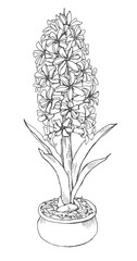 Sketch of Hyacinth in a pot. Hand drawing in black color on white background. Freehand drawing. Hand drawn vintage postcard of spring flower. Crocuses. Card design, wedding, party, ivent decoration.
